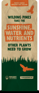 Image of banner with the following statement - wilding pines take the sunshine, water and nutrients other plants need to grow - reverse of banded dotteral and daisy banner