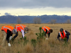 Photo of four people in hi-vis puilling out wilding seedlings from tussock