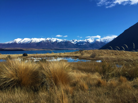 Photo of Ohau Tarn, with tussock in the foreground and mountains in the background. This area is being protected by the Wilding Free Mackenzie volunteers