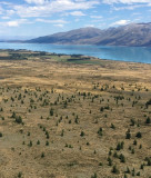 Controlling wilding pines in Canterbury