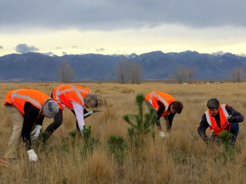 Photo of Wilding Free Mackenzie volunteers pulling out seedling wilding pines on Pukaki Flats