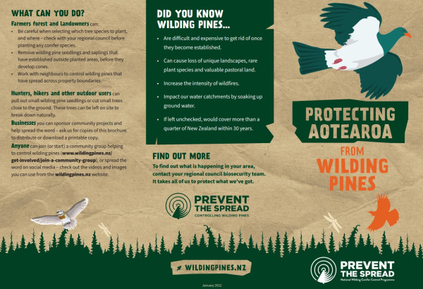 Image of page 1 of the trifold wilding pine information brochure with a kereru on the right hand side