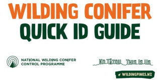 Wilding Conifer Quick ID Guide