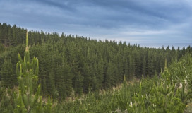 Forestry and wilding management