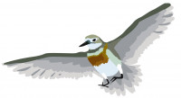 Illustration of a Banded Dotterel