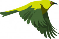 Illustration of a bellbird