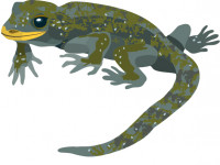 Illustration of a Black eyed Gecko