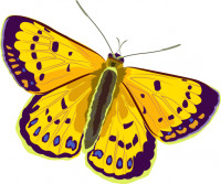 Illustration of a Copper Butterfly