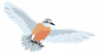 Illustration of a Dotterel