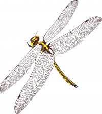 Illustration of a sentry dragonfly