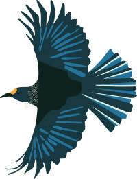 Illustration of a Tui