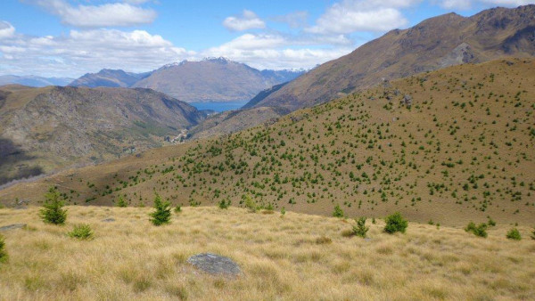 Historical picture of sparse wilding seedlings spread across a paddock near Queenstown