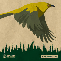 Illustration of a bellbird flying over an illustration of pine trees