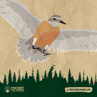 Illustration of a Dotterel flying over an illustration of pine trees