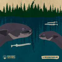 Illustration of short finned eel in water with whitebait