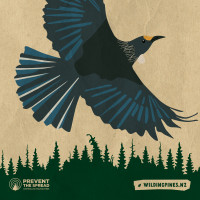 Illustration of a Tui flying of an illustration of pine trees