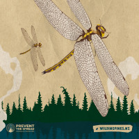 Illustration of a sentry dragonfly flying over an illustration of pine trees