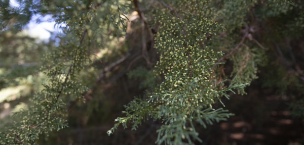 Arizona Cypress