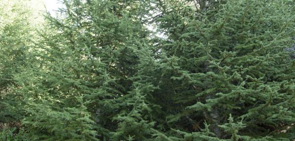 Atlantic Cedar tree