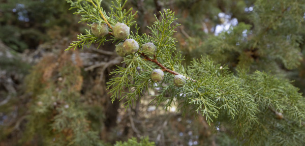 Atlantic cypress young pine cones