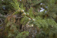 Cost Benefit Analysis of Wilding Pine Management Programme (2018)