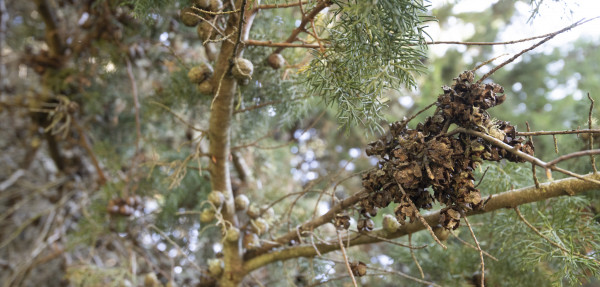 Atlantic cypress dried pine cones