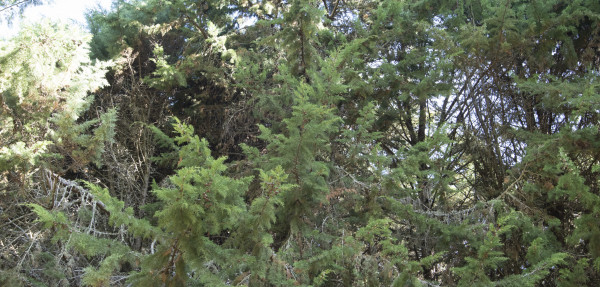 Atlantic cypress tree