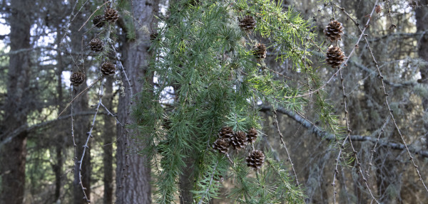 European Larch branches and pine cones