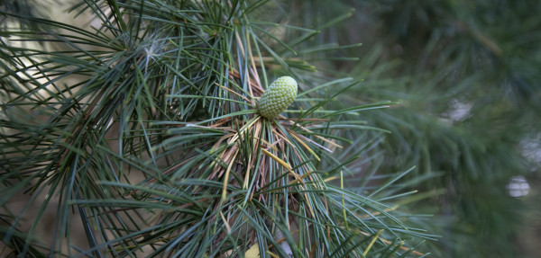 Himalayan Cedar young pine cone