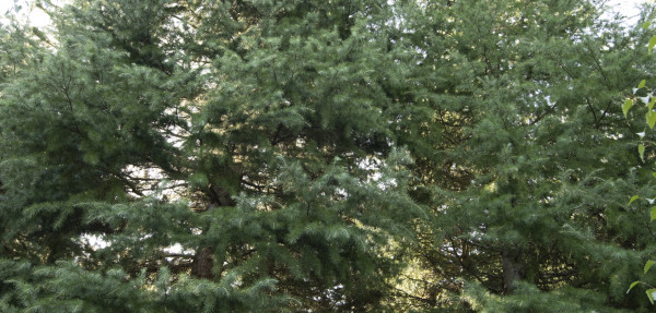 Himalayan Cedar tree