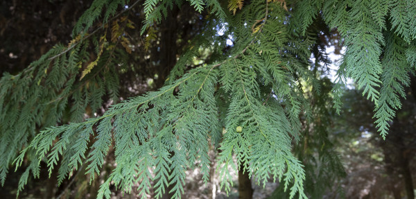 Lawson Cypress branches