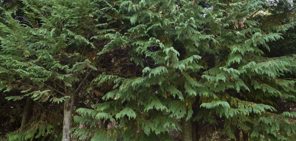 Lawson Cypress trees