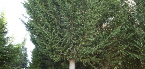 Leyland Cypress trees