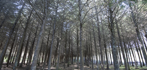 Macrocarpa trees