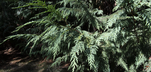 Nootka Cypress branches