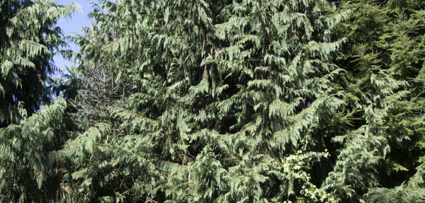 Nootka Cypress tree