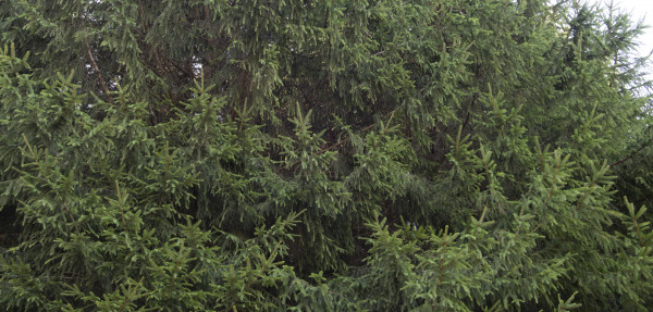 Norway Spruce tree