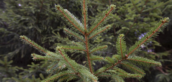 Norway Spruce branches