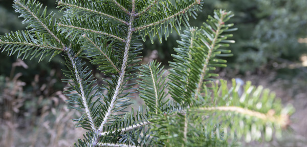 Silver Fir branches