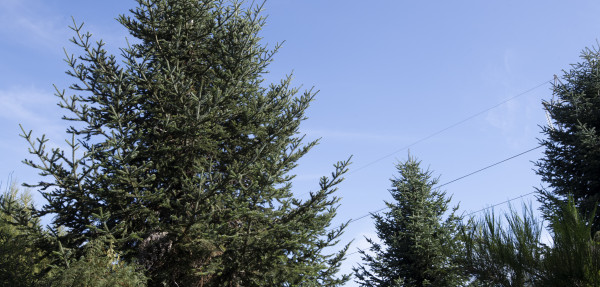 Silver Fir tree