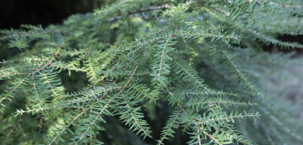 Western Hemlock branches