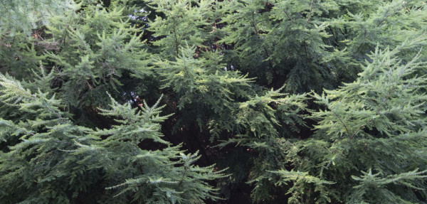Western Hemlock tree