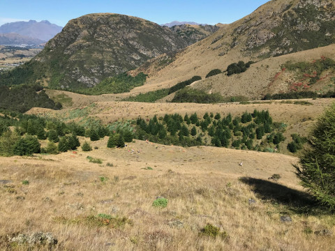 Wilding pines on Arrowtown hill faces