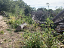 Wilding control to Support the restoration of Motupōhue, Bluff Hill