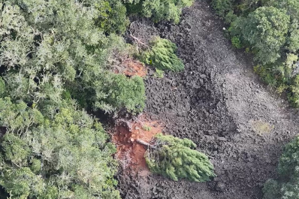 Two fellled wilding pines among native forest, Rangitoto