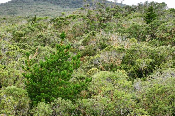 Wilding pines rising above native forest on Rangitoto
