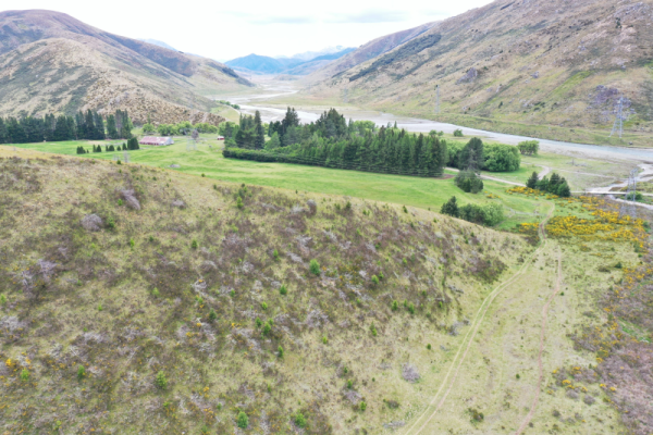 St James Homestead, mature trees and young wildings
