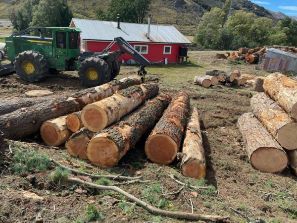 Logs from mature trees felled at St James Homestead