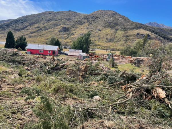 Felled trees at St James Homestead