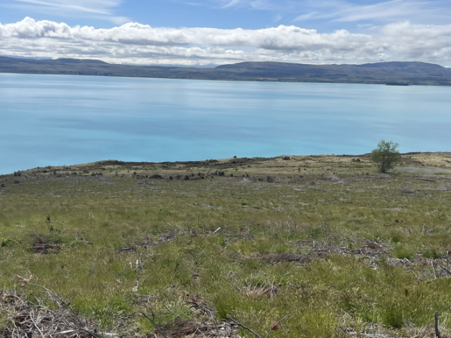Grass growing in Ferintosh mulched area Nov 2025